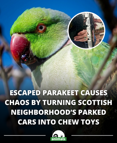 844. Leaving behind a trail of destruction! 🦜.png