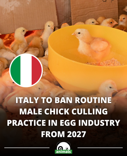 843. Italy is moving toward a major change in animal welfare laws.png