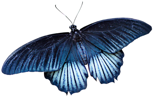 schmetterling blau freigestellt.png