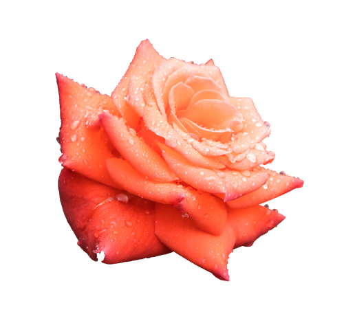 lancier rose 7698947.png