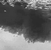 shrkbio3.gif