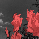 rose (1).gif