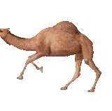 IMG 3415.gif