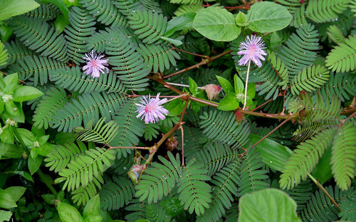 Mimosa pudica W IMG 2374.jpg