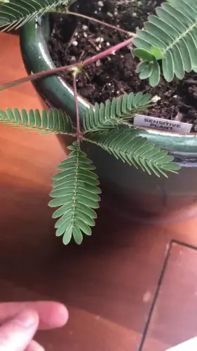sensitive plant closes its leaves when touched v0 0BzBNftyPIMpKsurPJT1pG77GfAIZu w0F Z5G5OhKQ.webp