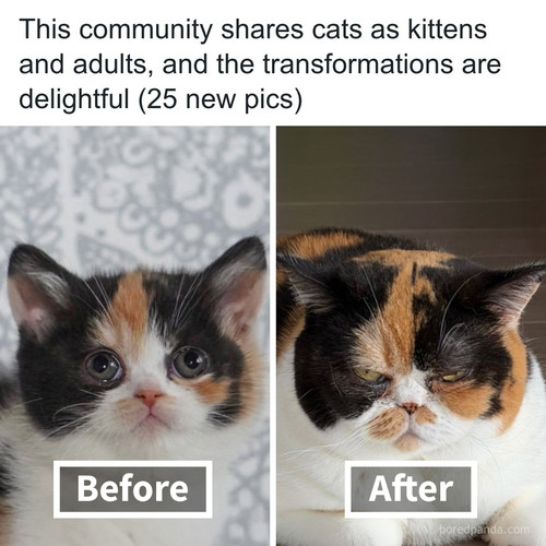 kittens before after grow up cat grows part 9.jpg