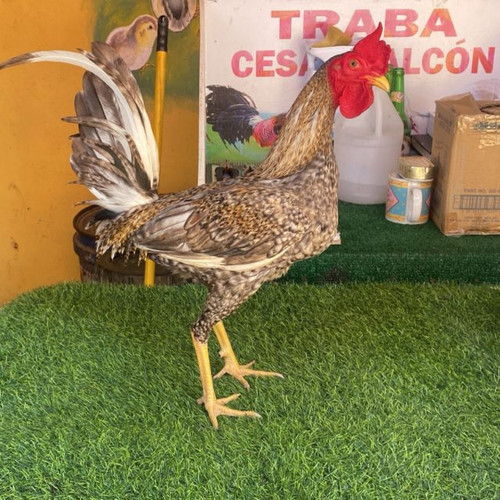 Traba%20Cesar%20Falcon.jpg