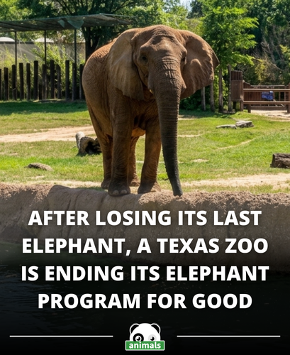 851. Elephants are disappearing from zoos. A Texas zoo just became the latest example.png