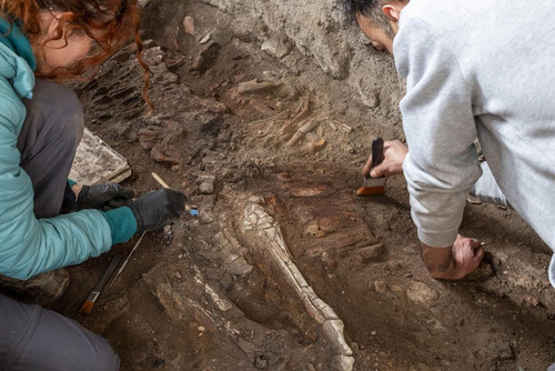 equids found beneath pompeii bakery.jpg