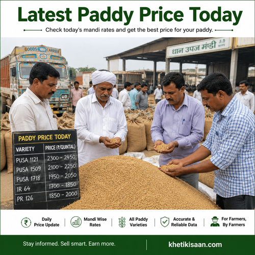 Latest Paddy Price Today.png