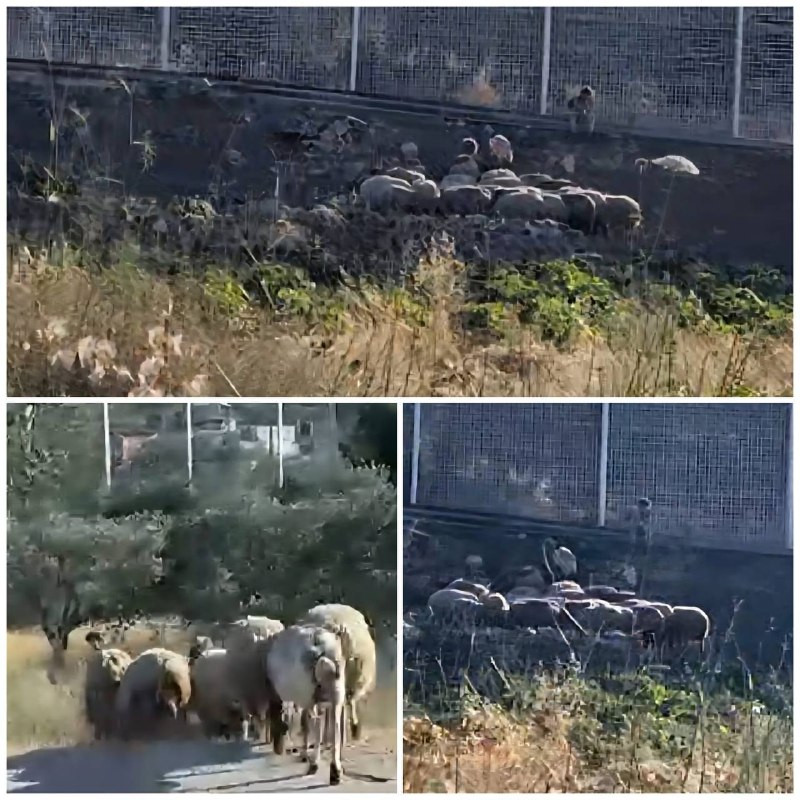صور | مستوطنون يُدخلون أغنامهم إلى المحاصيل الزراعية شمال بلدة سنجل، شمال رام الله، ما أدى إلى تدمير أجزاء منها....