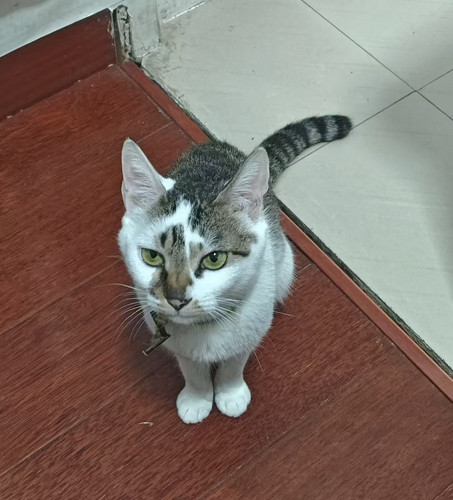 cat photo.jpg