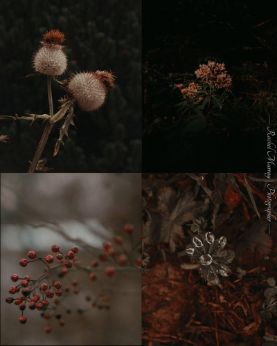Collage 1.png