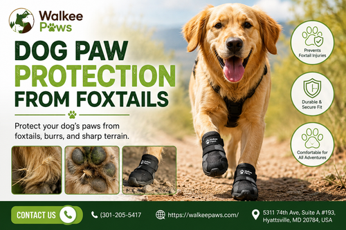 dog paw protection from foxtails.png