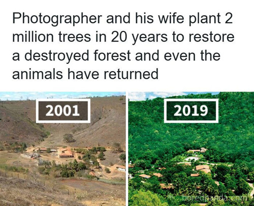 brazilian couple recreated forest sebastiao leila salgado reforestation.jpg