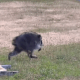 jimothy raccoon.gif