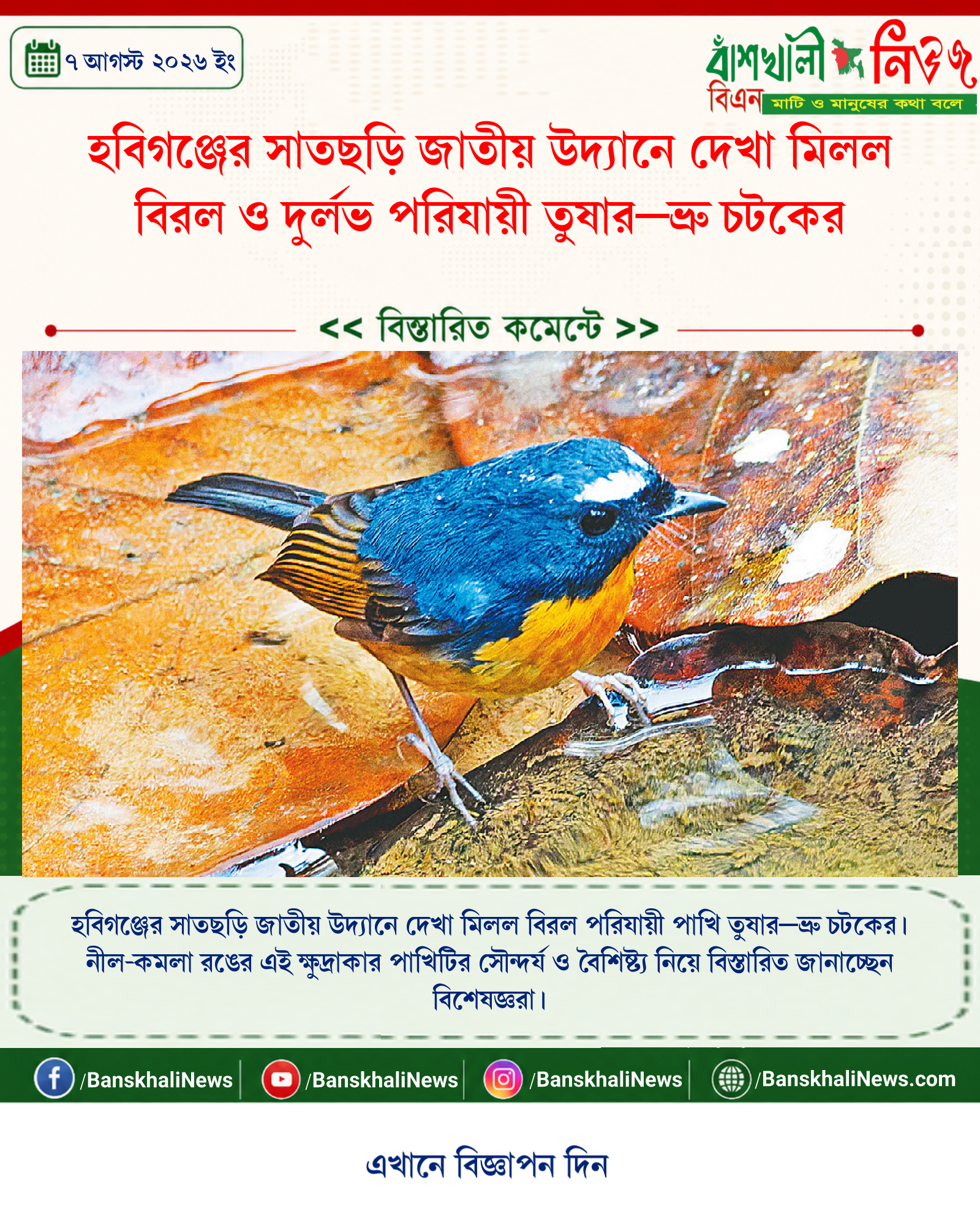 হবিগঞ্জের সাতছড়ি জাতীয় উদ্যানে দেখা মিলল বিরল ও দুর্লভ পরিযায়ী তুষার–ভ্রু চটকের
