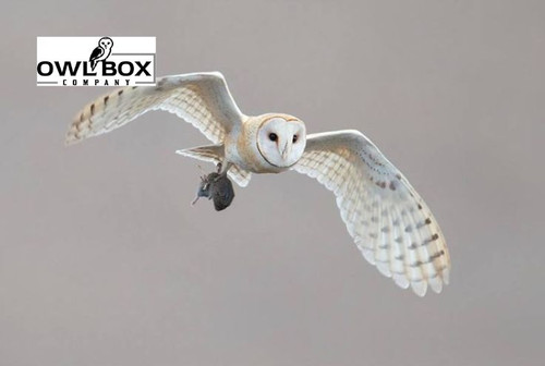 Natural Rodent Protection With Barn Owl Gopher Control.jpg