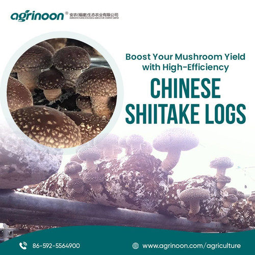 China Shiitake Logs for Reliable and Healthy Mushroom Growth.jpg