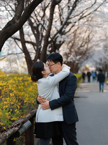 배수민 판교벚꽃.jpg