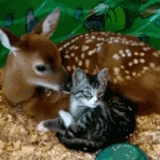 ezgif.com webp to gif converter.gif