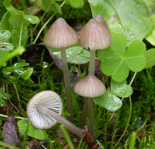 1200px Mycena abramsii.png