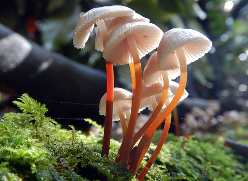 Group of Mycena inclinata fungi.jpg