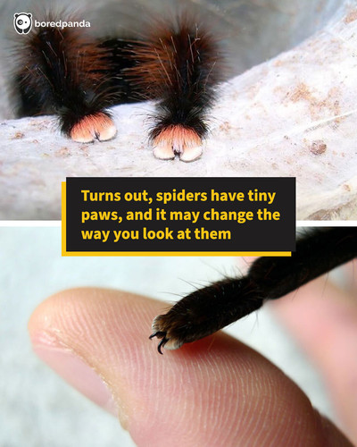 animals wholesome.jpg