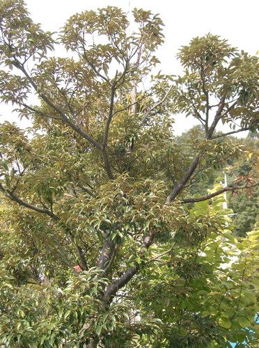 Castanopsis sieboldii2.jpg