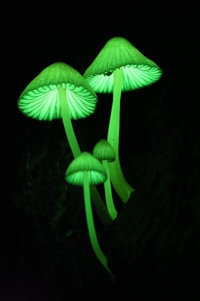 6484921b0738685788516c9c392e6c90 botany mushrooms.jpg
