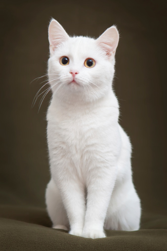 Beautiful white cat with yellow eyes sitting on blanket.jpg