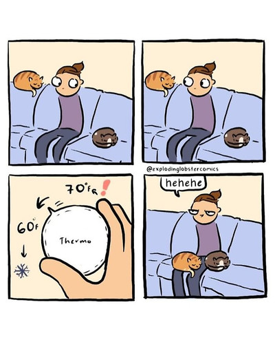 6a7465f3a1a4a funny relatable cryptid cat comics exploding lobster clar hart 700 bordered.jpg
