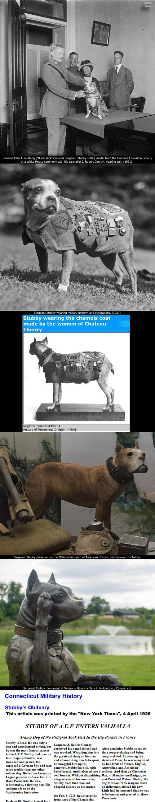 Sergeant Stubby War dog hero.jpg