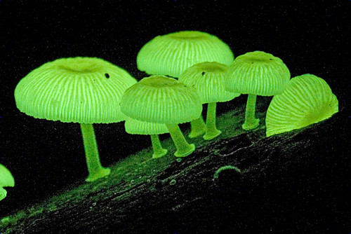 luminescent fungi 56a09b863df78cafdaa33016.jpg