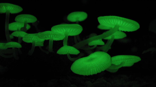 Mycena chlorophos.jpg