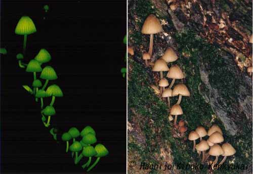 glowing20mushroom.jpg
