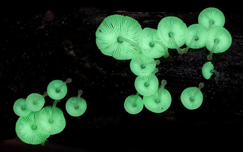 Mycena chlorophos324.jpg