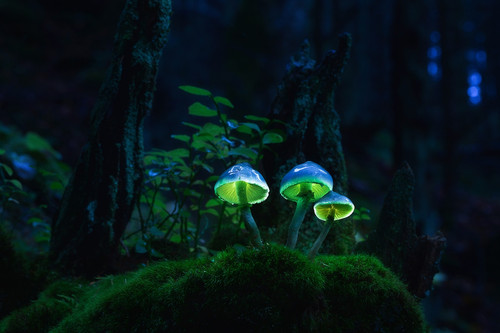 Glowing mushrooms 01.jpg