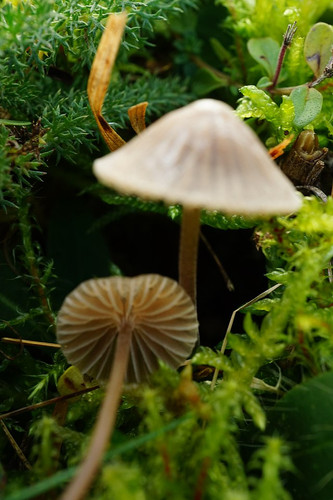 Mycena 49151848251.jpg