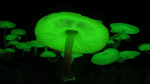 Green Luminescent Mushrooms by Bingokongen.jpg