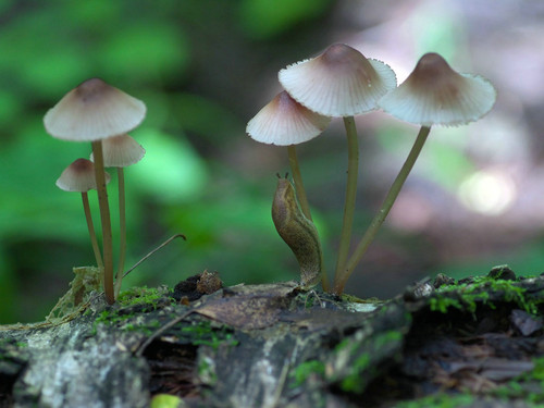 Mycena rubromarginata KVI 20110706.jpg