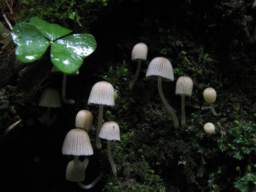 Mycena sp1 MVK 20060819 02.jpg