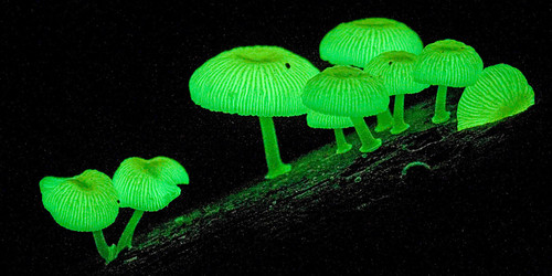 Luminous fungi 3.jpg