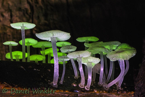 Mycena chlorophos purple stems DW Ms.jpg