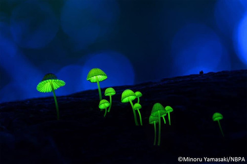 small world minoru yamazaki mycena lux coeli 300.jpg