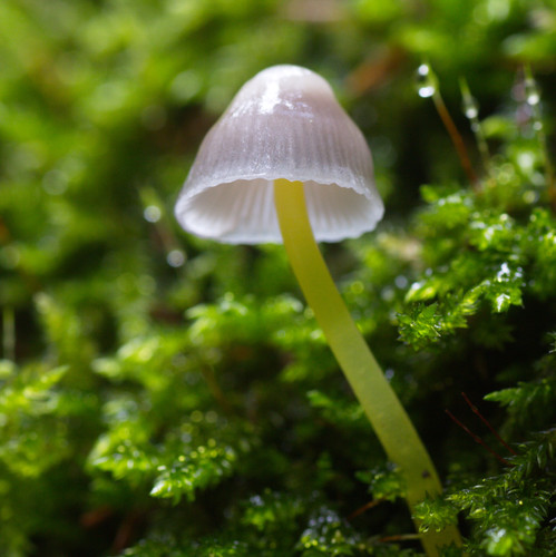 Mycena epipterygia 8122126431.jpg