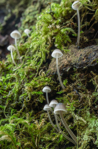 Mycena subcaerulea 682581.jpg