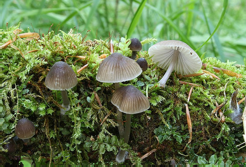 Voreilender Helmling Mycena abramsii.jpg