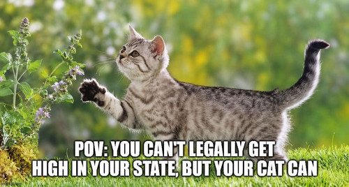 #Caturday reminder The fluff gets the good stuff.jpg