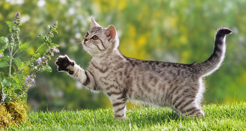 #Caturday reminder The fluff gets the good stuff.jpg